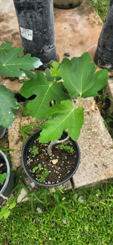Fig Tree Live Plant - Ficus carica Tropical Fruit Plant (10-24 inches) - Image 3