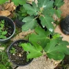 Fig Tree Live Plant - Ficus carica Tropical Fruit Plant (10-24 inches) - Image 1