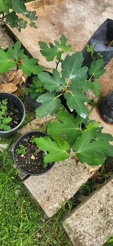Fig Tree Live Plant - Ficus carica Tropical Fruit Plant (10-24 inches) - Image 1