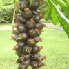 Fiji Nut Tree Live Plant (Barringtonia edulis) - Tropical Edible Nuts - 3-4ft Tall - Image 1