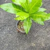 Fiji Nut Tree – Live Tropical Plant – Barringtonia edulis – 1 ft Tall – Outdoor - Image 1