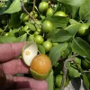 Fresh Mamoncillo Fruit 3lb - Tropical Delicacy - Image 1
