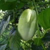 Giant Granadilla Live Fruit Tree - Passiflora Quadrangularis 1 ft Tall - Image 1