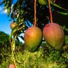 Glenn Mango Tree Live Fruit Plant – 14-16 inches Tall – Home Garden Tropical Fruit - Image 1