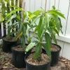 Glenn Mango Tree Live Plant – Grafted Fruit Tree for Home Garden - Image 1