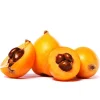 Golden Nugget Loquat Live Fruit Tree (2-3ft) - Sweet, Fast-Growing - Image 1