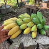 Goldfinger Banana Plant Live - Musa acuminata x balbisiana - 10 to 18 inch Banana Tree - Image 1