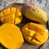 Grafted Alphonso Mango Live Fruit Tree - 3-4 ft Tall - Sweet Tropical Flavor - Image 1