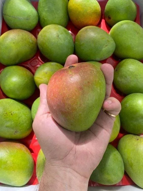 Grafted Alphonso Mango Live Fruit Tree Seedling 2-3 ft Tall - Image 2