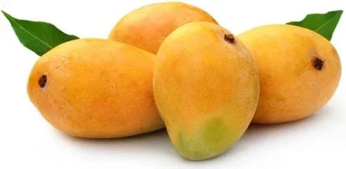 Grafted Alphonso Mango Live Fruit Tree Seedling 2-3 ft Tall - Image 3