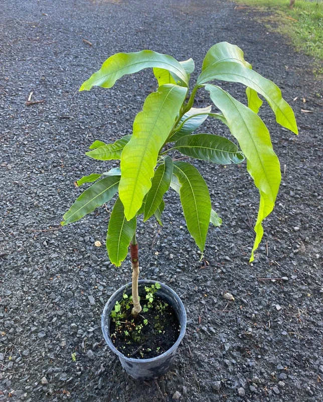 Grafted Alphonso Mango Live Fruit Tree Seedling 2-3 ft Tall - Image 5