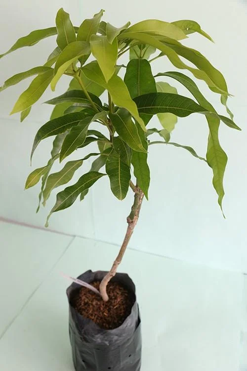 Grafted Alphonso Mango Live Fruit Tree Seedling 2-3 ft Tall - Image 6