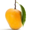 Grafted Alphonso Mango Live Fruit Tree Seedling 2-3 ft Tall - Image 1