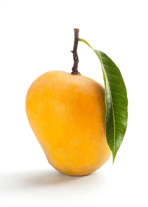 Grafted Alphonso Mango Live Fruit Tree Seedling 2-3 ft Tall - Image 1