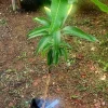 Grafted Alphonso Mango Tree Live Plant - Early Fruiting, Sweet Flavor (1-2ft Tall) - Image 1