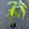 Grafted Alphonso Mango Tree Live Plant – Sweet Indian Mango Variety - Image 1