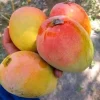 Grafted Ambika Mango Tree Live Plant – 2-3 ft Tall – Grow Your Own Sweet Mangoes - Image 1