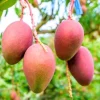 Grafted Ambika Mango Tree Live Plant – 3-4ft Tall – Outdoor Fruit Tree - Image 1