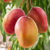 Grafted Ambika Mango Tree - Live Plant - Sweet, Disease-Resistant Fruit - Image 1
