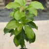 Grafted Bacon Avocado Live Fruit Tree - 1-2ft Tall - Persea Americana - Image 1
