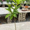 Grafted Canistel Live Fruit Tree, Pouteria campechiana, Tropical Plant, 2-3 ft Tall - Image 1