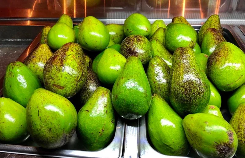 Grafted Criollo Avocado Tree Live Plant (1-2ft) - Fruit Bearing Drymifolia - Image 2