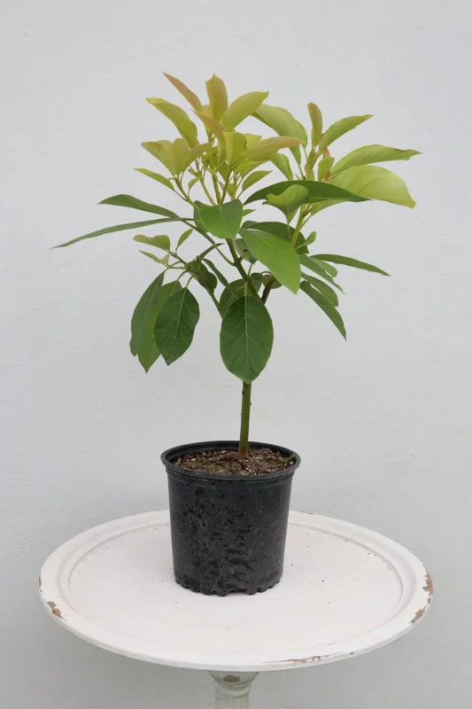Grafted Criollo Avocado Tree Live Plant (1-2ft) - Fruit Bearing Drymifolia - Image 4