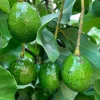 Grafted Criollo Avocado Tree Live Plant (1-2ft) - Fruit Bearing Drymifolia - Image 1