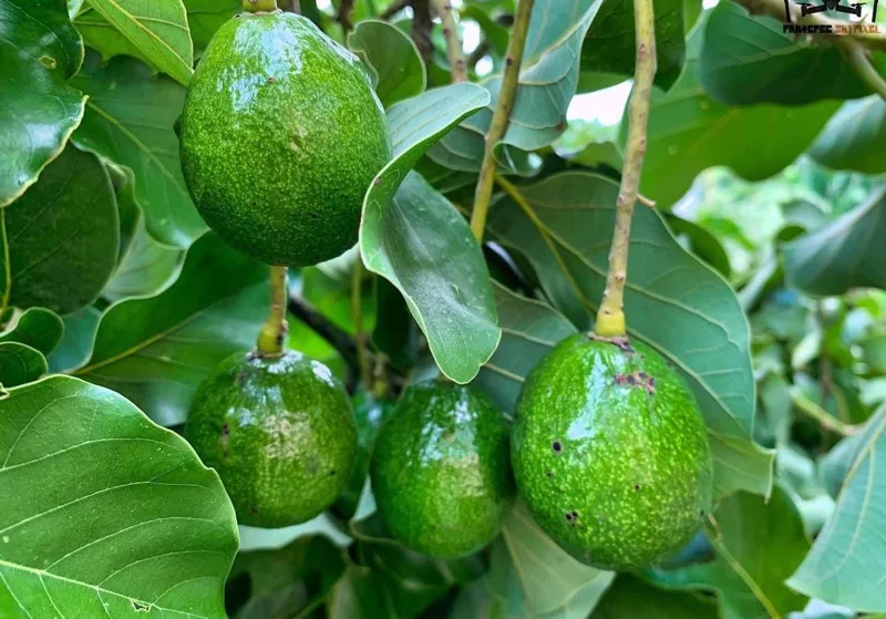 Grafted Criollo Avocado Tree Live Plant (1-2ft) - Fruit Bearing Drymifolia - Image 1