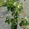 Grafted Criollo Avocado Tree Live Plant (Persea americana) 30-48 inches Tall Outdoor Fruit Tree - Image 1