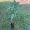 Grafted Edward Mango Tree Live Plant – Early Fruiting, Sweet Flavor (3-4ft) - Image 1