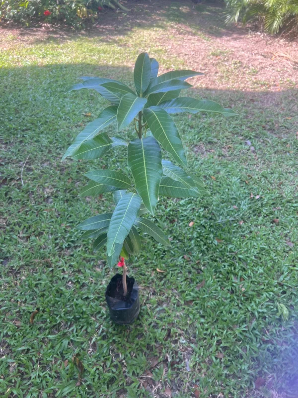 Grafted Edward Mango Tree Live Plant – Early Fruiting, Sweet Flavor (3-4ft) - Image 1