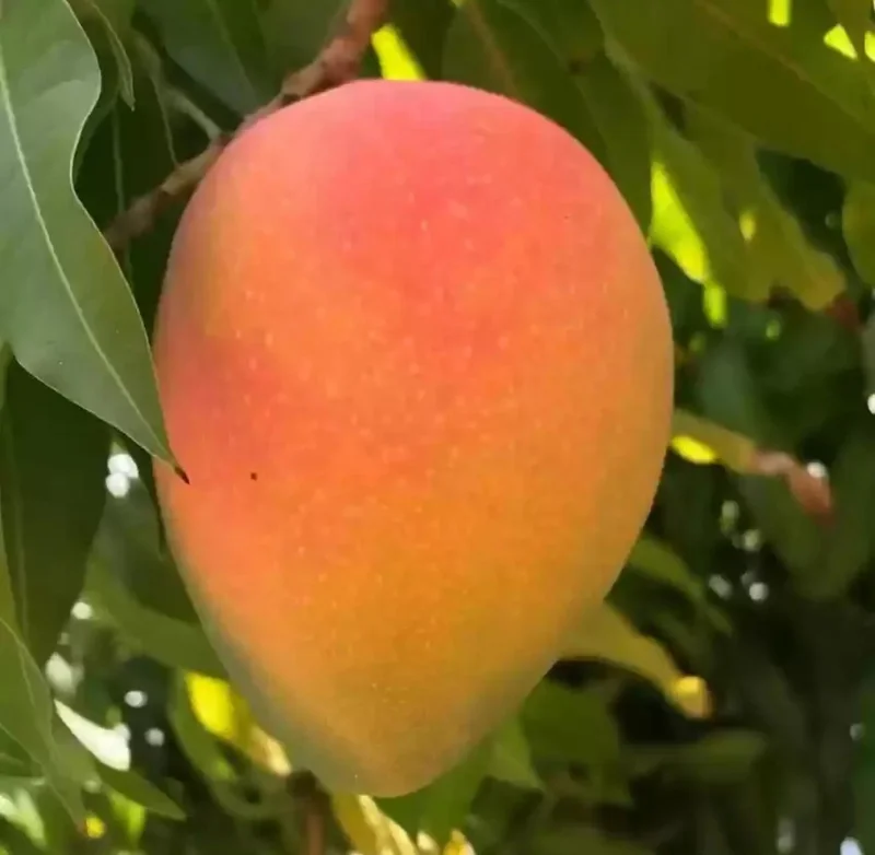 Grafted Edward Mango Tree Live Plant – Early Fruiting, Sweet Flavor (3-4ft) - Image 2