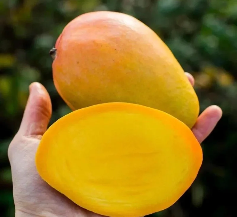 Grafted Edward Mango Tree Live Plant – Early Fruiting, Sweet Flavor (3-4ft) - Image 3