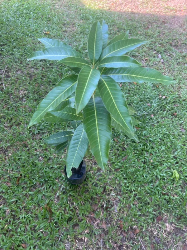 Grafted Edward Mango Tree Live Plant – Early Fruiting, Sweet Flavor (3-4ft) - Image 5