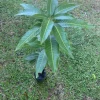 Grafted Edward Mango Tree Live Plant – Sweet Tropical Fruit Tree – 2ft Tall - Image 1