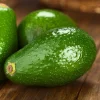 Grafted Fuerte Avocado Live Fruit Tree (1-2 ft) - Outdoor Plant - Image 1