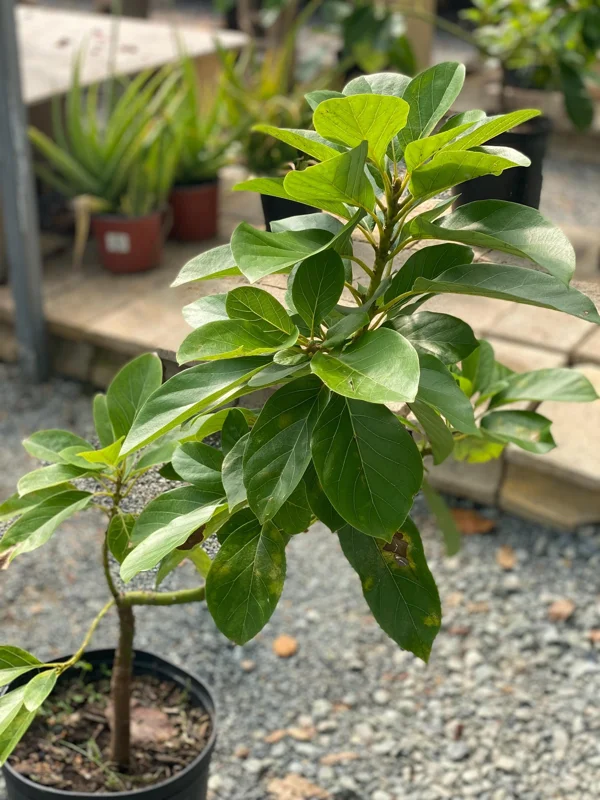 Grafted Fuerte Avocado Live Fruit Tree (30-48in) - Fast Growing Outdoor Plant - Image 2