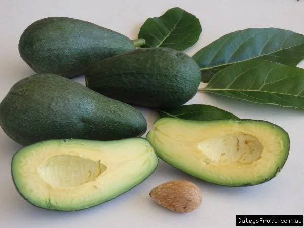 Grafted Fuerte Avocado Live Fruit Tree (30-48in) - Fast Growing Outdoor Plant - Image 3