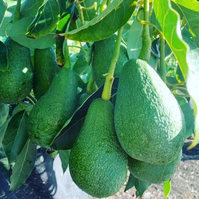 Grafted Fuerte Avocado Live Fruit Tree (30-48in) - Fast Growing Outdoor Plant - Image 4