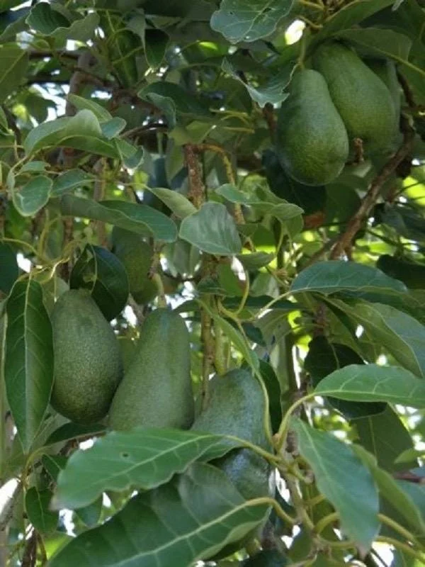 Grafted Fuerte Avocado Live Fruit Tree (30-48in) - Fast Growing Outdoor Plant - Image 5
