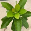 Grafted Fuerte Avocado Live Fruit Tree (30-48in) - Fast Growing Outdoor Plant - Image 1