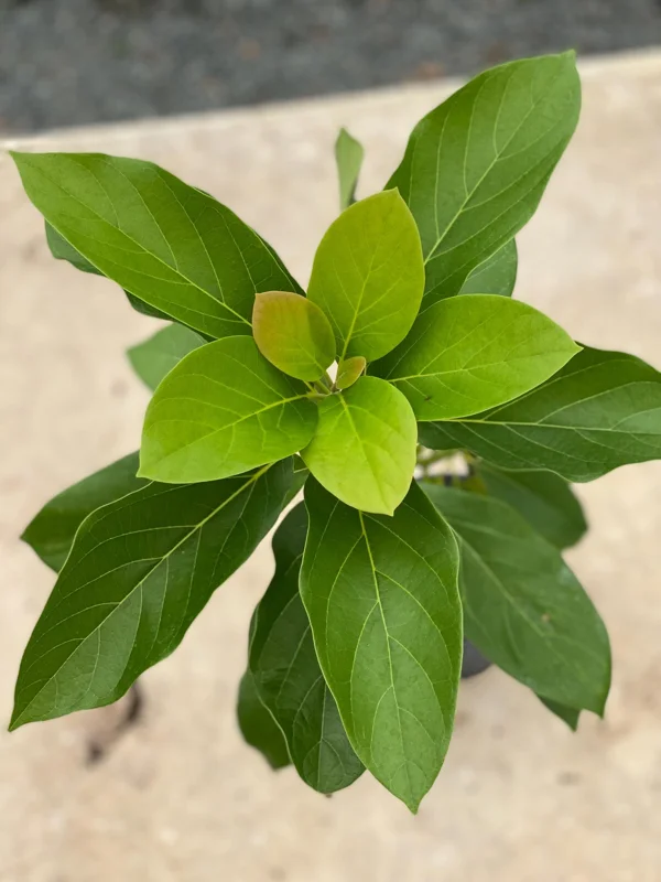 Grafted Fuerte Avocado Live Fruit Tree (30-48in) - Fast Growing Outdoor Plant - Image 1