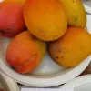Grafted Glenn Mango Tree - Live Plant - 14-16 inch Tropical Fruit Tree - Image 1