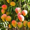 Grafted Glenn Mango Tree Live Plant – Florida Variety Fruit Tree 14-16 inches - Image 1