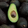 Grafted Gwen Avocado Tree Live Plant 2-3 ft Tall - Creamy, Buttery Flavor - Image 1