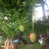 Grafted Ice Cream Mango Tree Live Plant - Cold Resistant Tropical Fruit 2-3 ft - Image 1