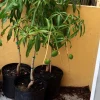 Grafted Ice Cream Mango Tree Live Plant – Tropical Fruit – Cold Resistant – 3-4ft Tall - Image 1