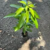 Grafted Ice Cream Mango Tree Live Plant - Tropical Fruit, Cold Resistant, 2ft Tall - Image 1