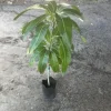 Grafted Irwin Mango Live Plant Tree - Sweet Flavor, Early Fruiting (3-4ft Tall) - Image 1
